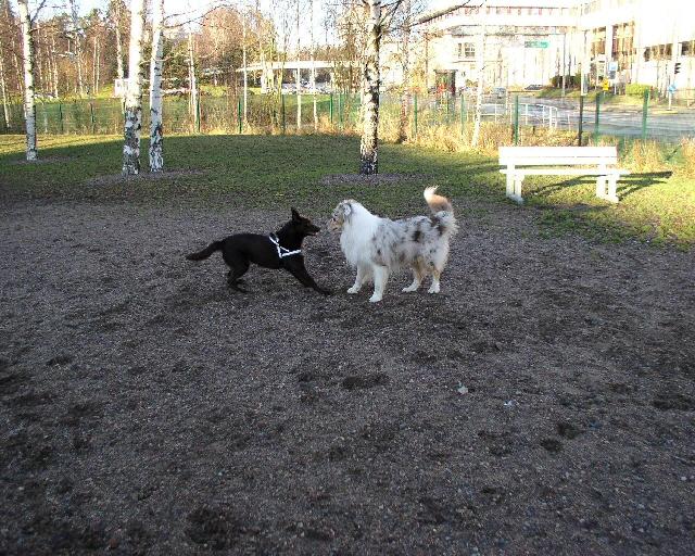 2004_02_iso.jpg - Kitan kanssa koirapuistossa * I hundparken med Kita * In the dog park with Kita