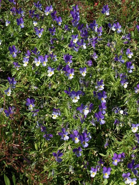 P8120778.JPG - Keto-orvokki * Styvmorsviol * Viola tricolor