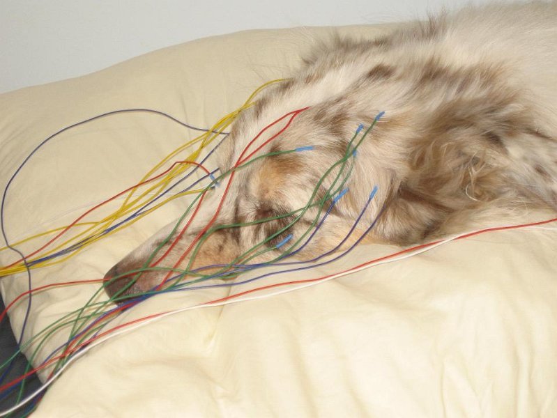 Pedro_08__09m.jpg - Piuhat päässä * Hunden är kopplad * Wired EEG:ssä epilepsiatutkimuksissa * EEG vid epilepsiundersökning * EEG for epilepsy diagnosis  